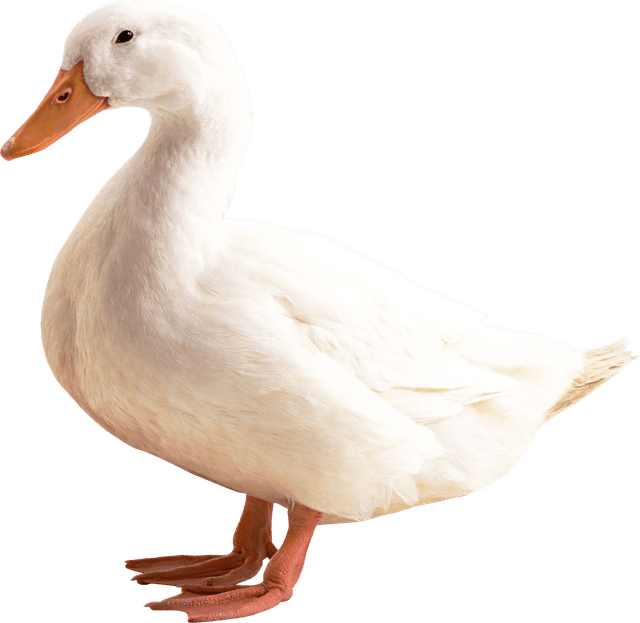 Live Fresh Duck — K.S. Broilers
