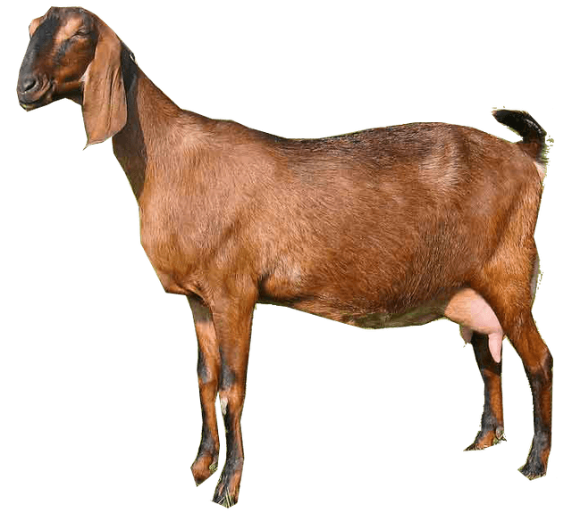Gourmet Cooked Mutton dish — K.S. Broilers